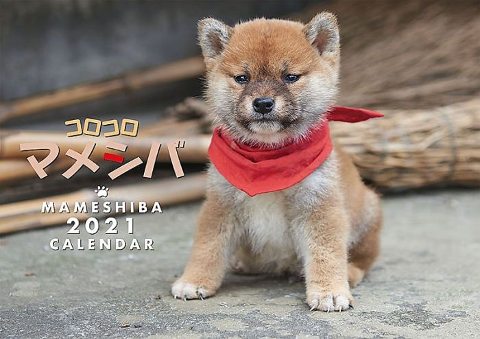 【ACG網路書店】(代訂)4968855210028 CL-381 小豆柴 小柴犬コロコロマメシバ 2021年壁掛月曆